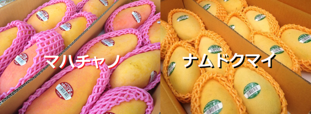マンゴーキャンペーン
